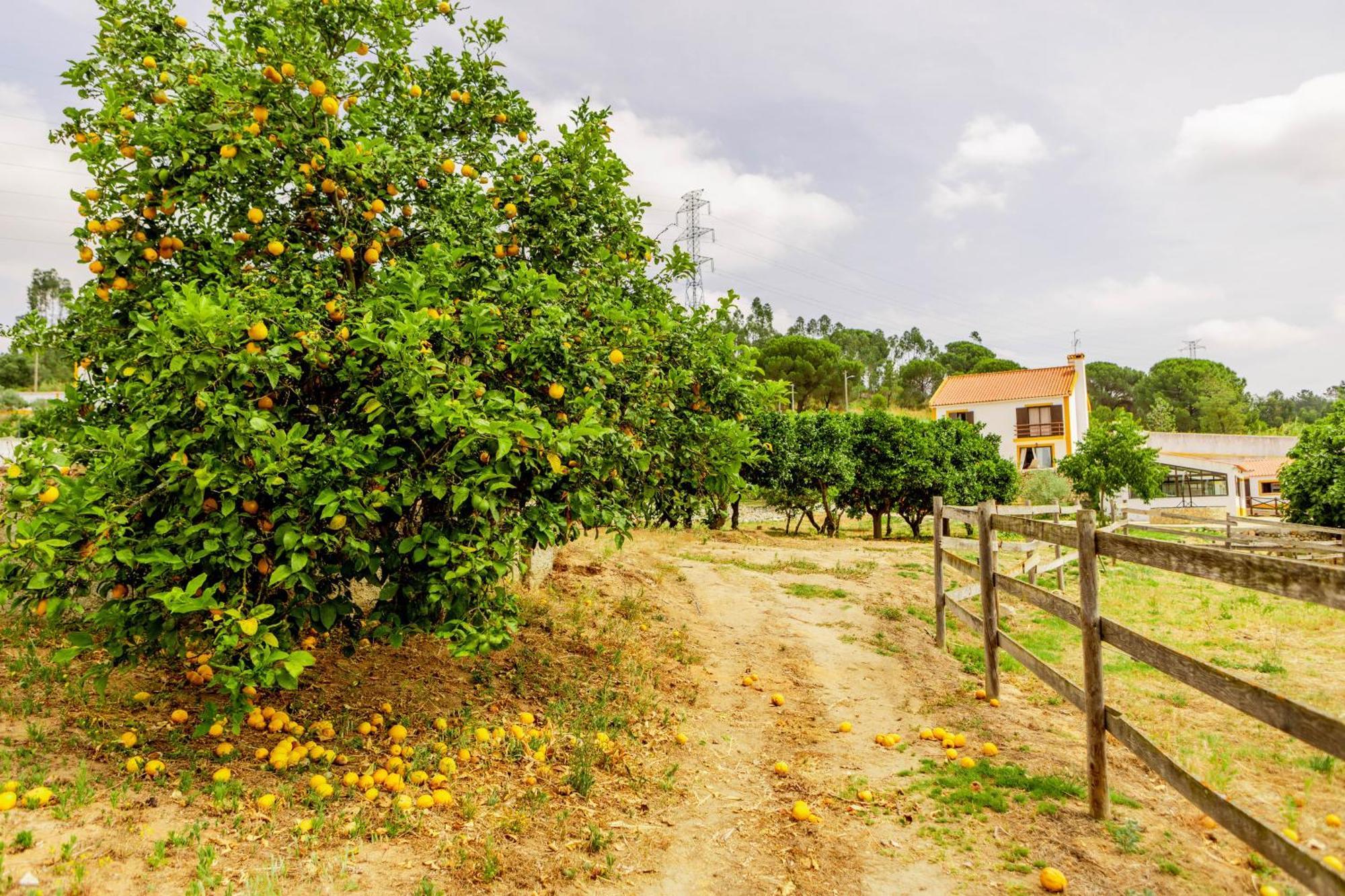 Quinta O Refugio Vila Azambuja Exterior foto